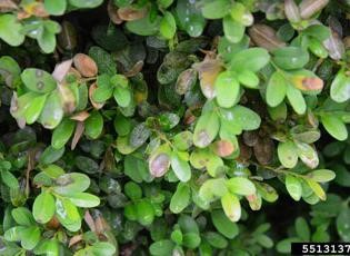 Boxwood blight
